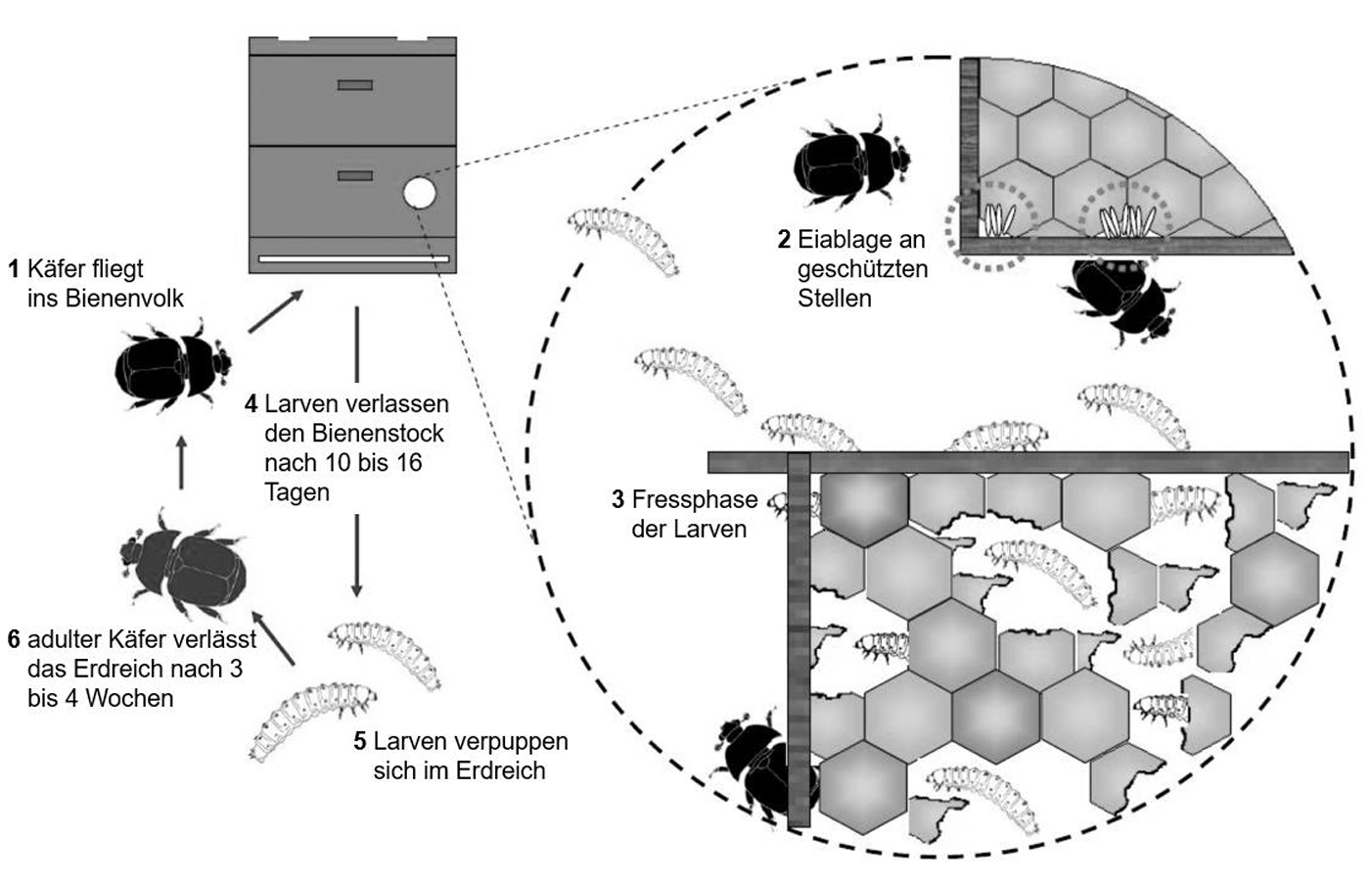 Schematische Darstellung des Befalls: Käfer und Larven im Bienenstock und im Erdboden